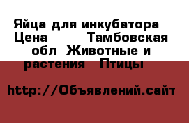Яйца для инкубатора › Цена ­ 80 - Тамбовская обл. Животные и растения » Птицы   